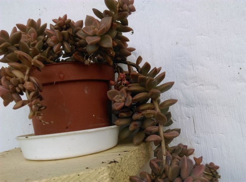  - Cactusi suculente 2020