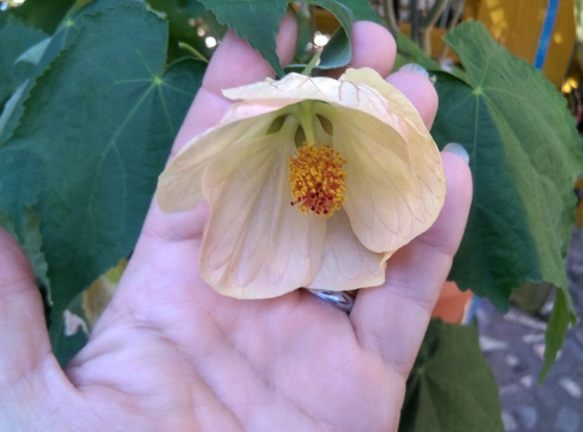  - Abutilon 2020