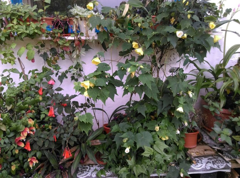  - Abutilon 2020