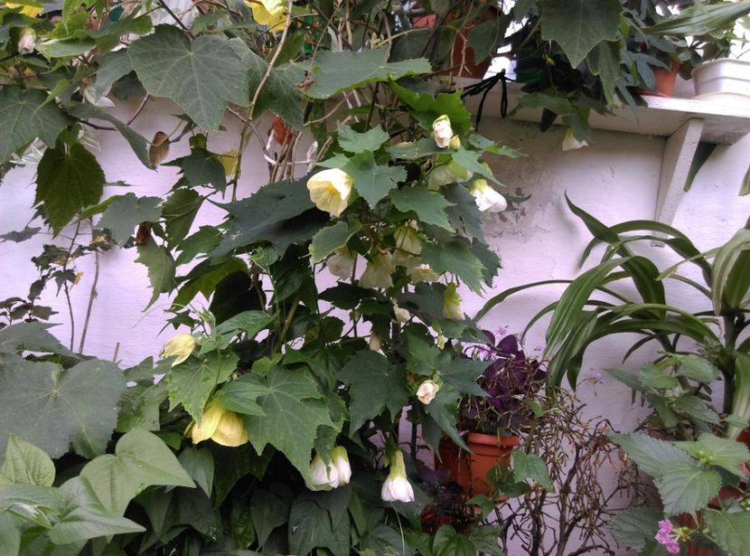  - Abutilon 2020