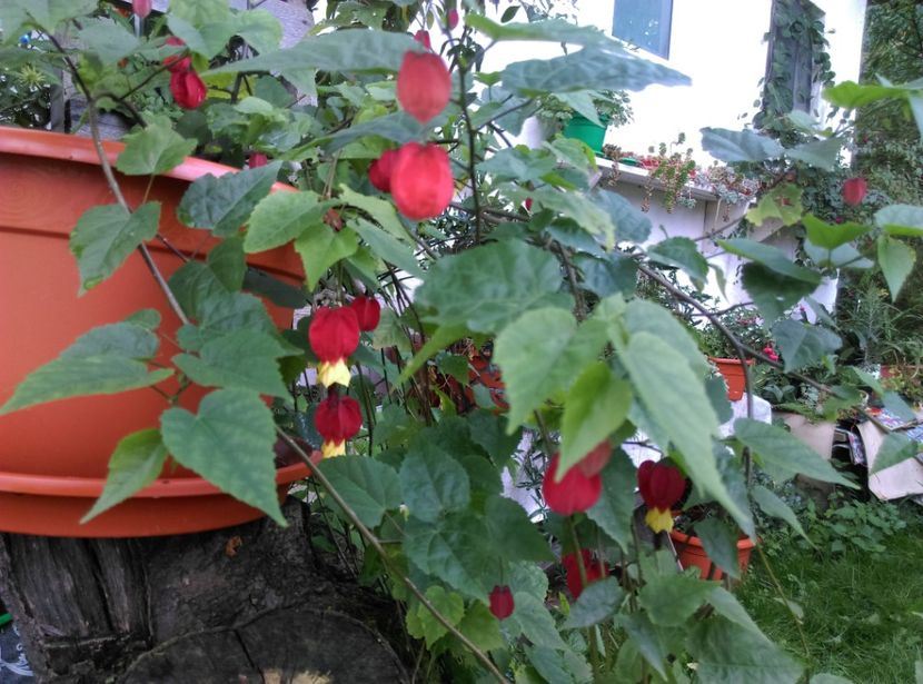 - Abutilon 2020