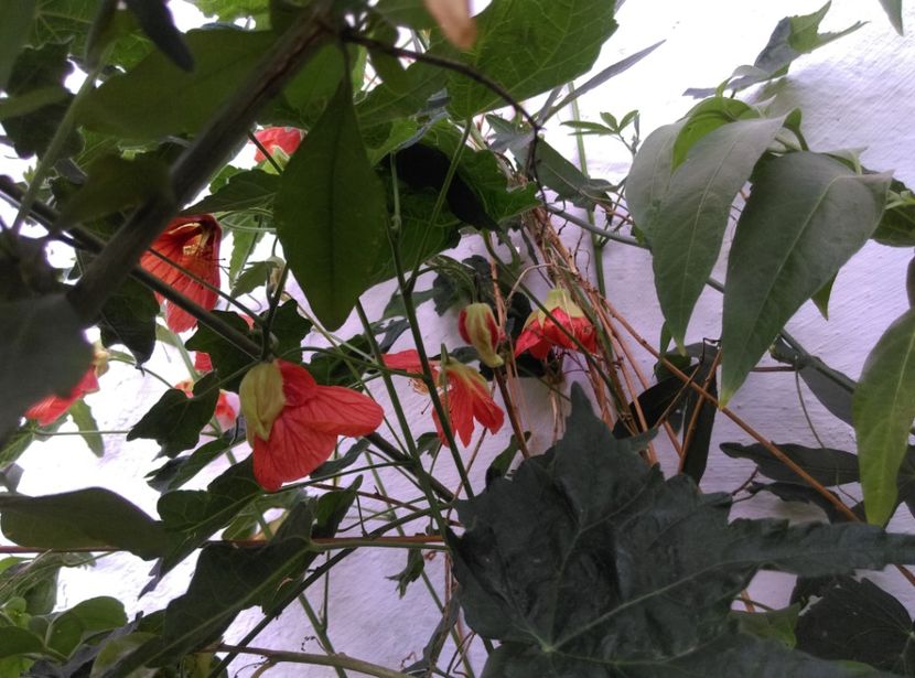  - Abutilon 2020