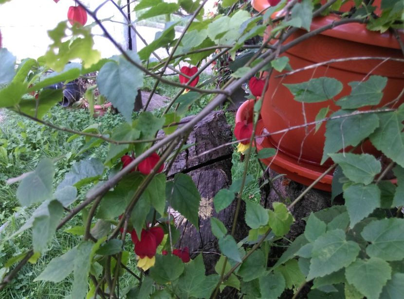  - Abutilon 2020