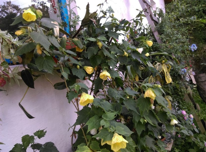  - Abutilon 2020