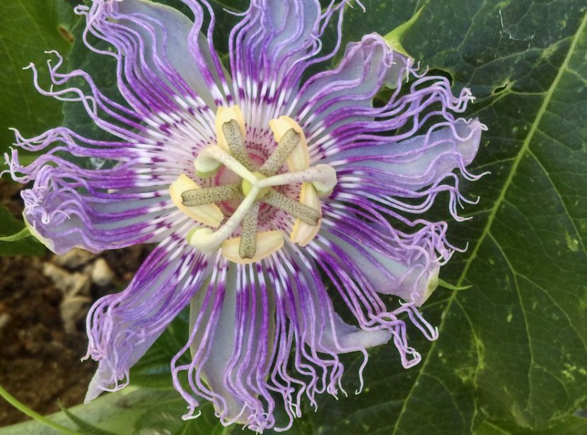  - Passiflora 2020