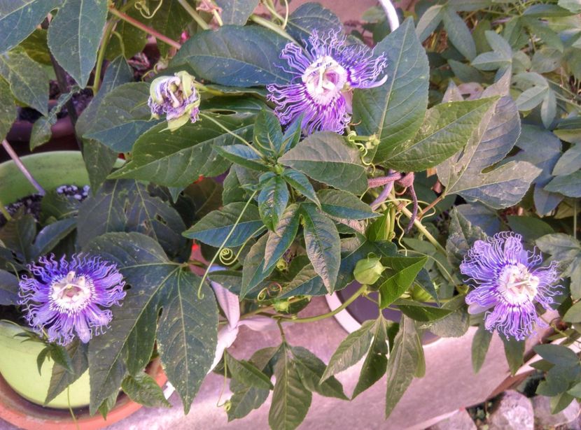  - Passiflora 2020
