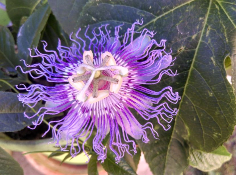  - Passiflora 2020