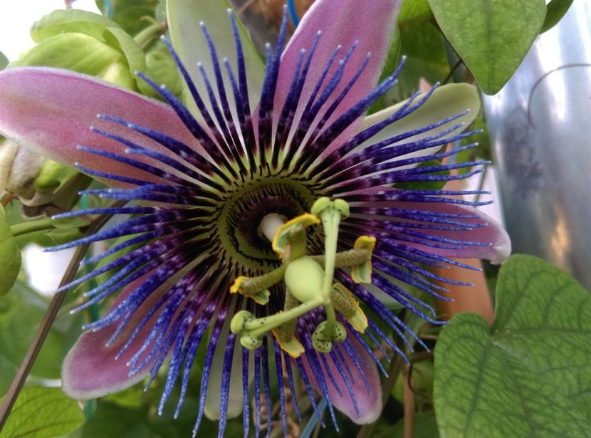  - Passiflora 2020