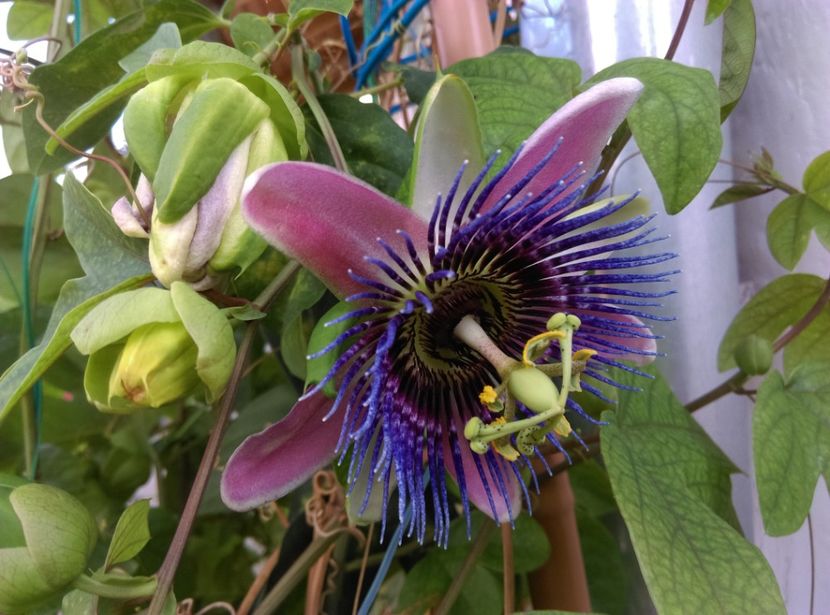  - Passiflora 2020