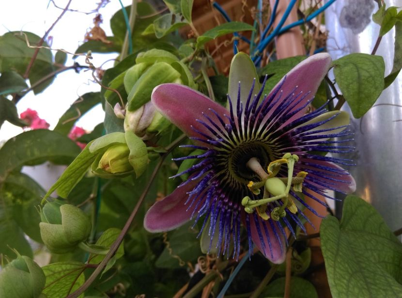  - Passiflora 2020