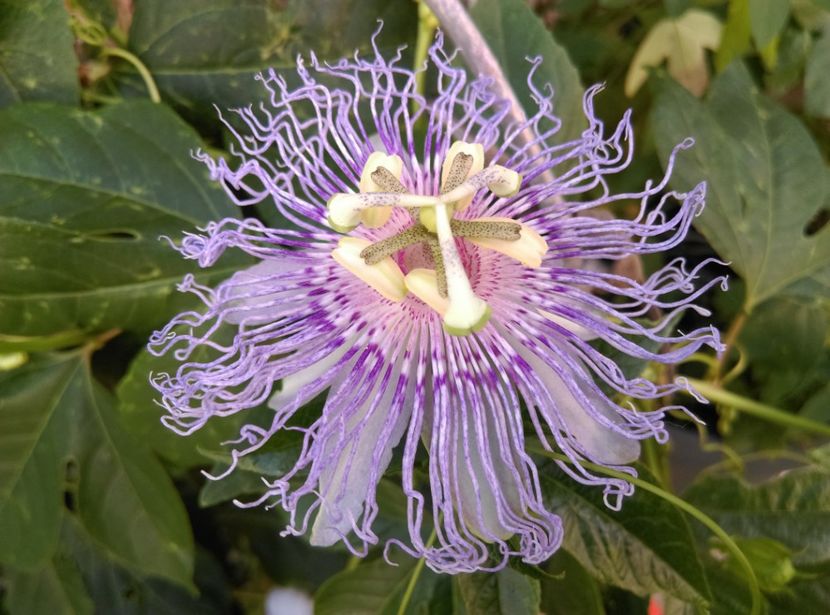  - Passiflora 2020
