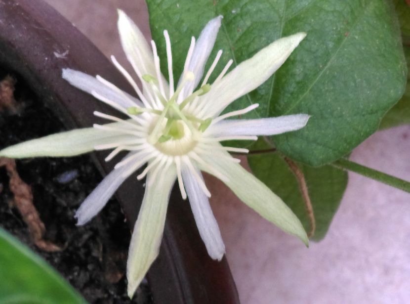  - Passiflora 2020