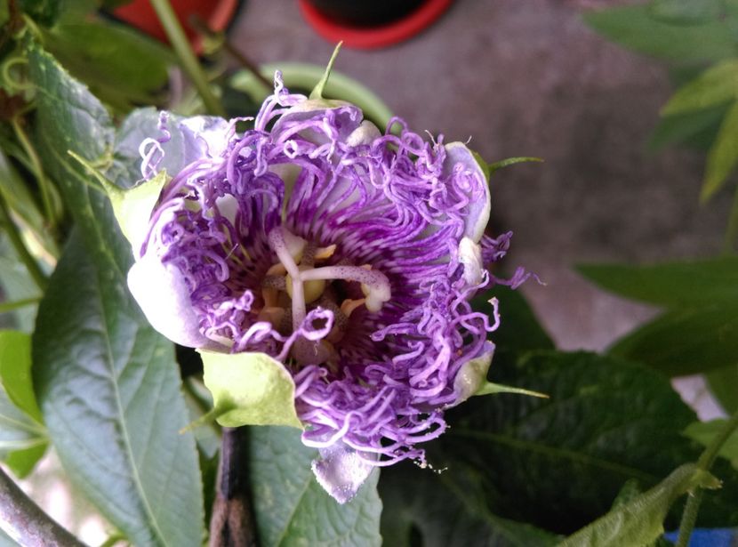  - Passiflora 2020