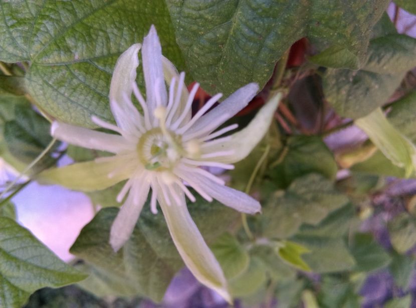 - Passiflora 2020