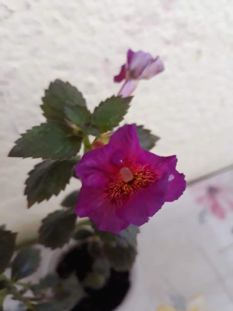  - R20 - BriD s Wild Cherry