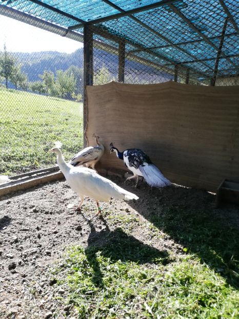  - Păuni aripă neagră arlechin 2020