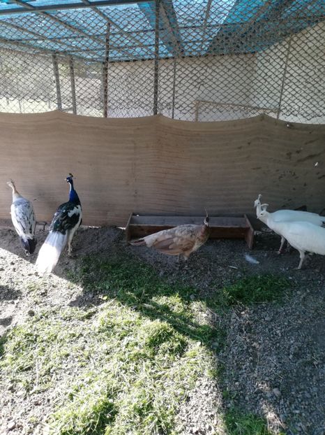  - Păuni aripă neagră arlechin 2020