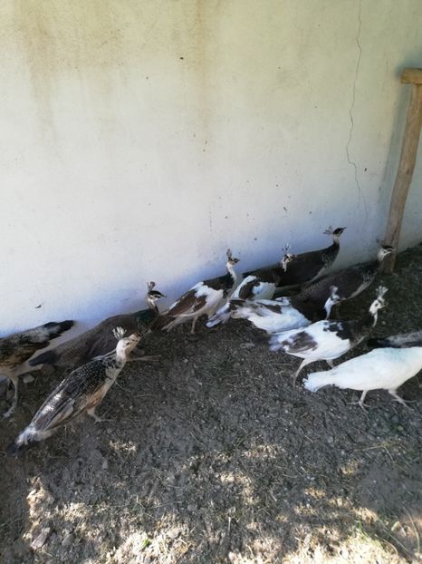  - Păuni arlechin 2021