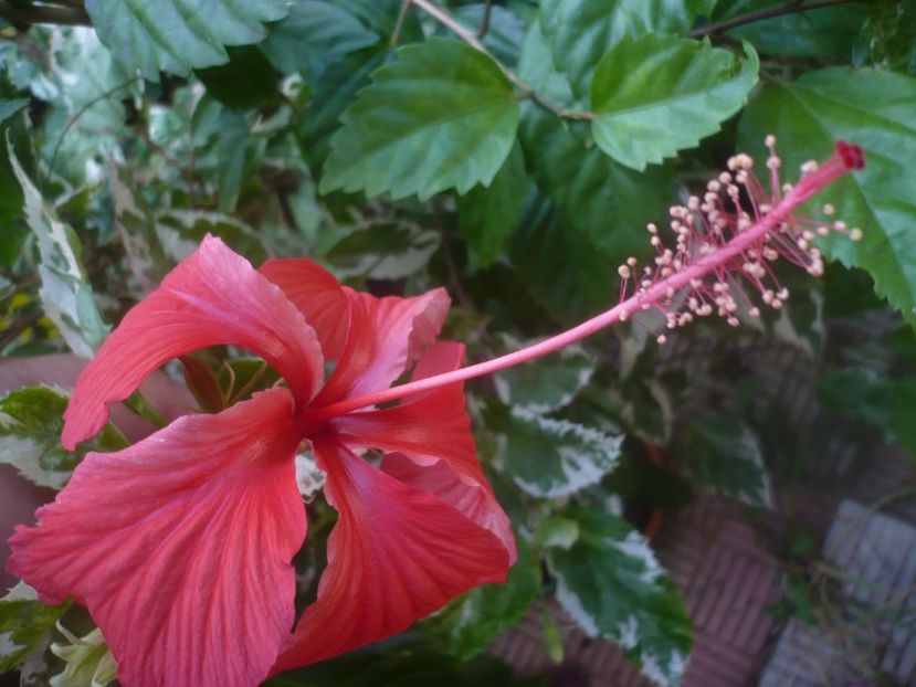 30.08.2020 - HIBISCUSI 2020-3