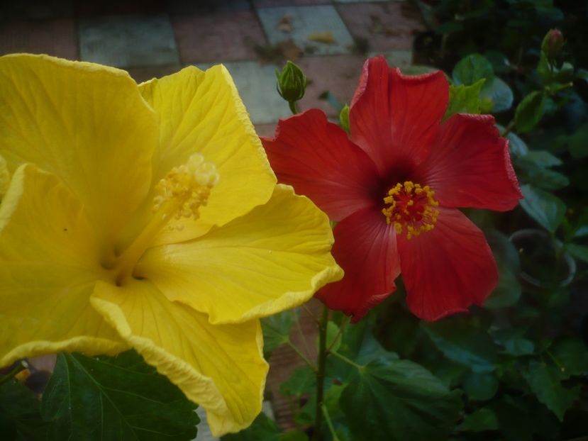 P1460108 - HIBISCUSI 2020-3