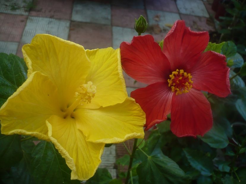 P1460109 - HIBISCUSI 2020-3