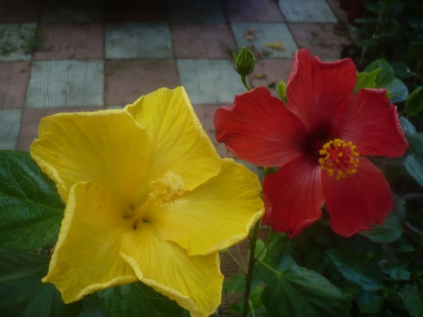 P1460110 - HIBISCUSI 2020-3