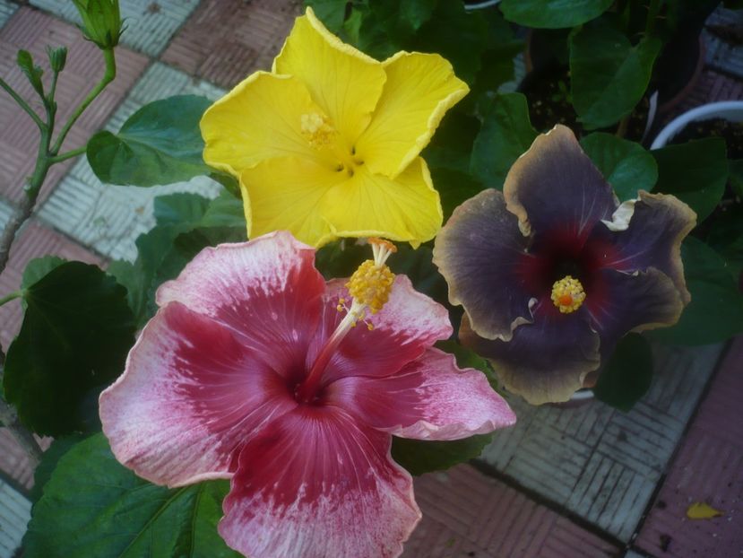 P1460114 - HIBISCUSI 2020-3