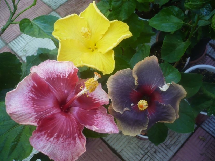 P1460116 - HIBISCUSI 2020-3