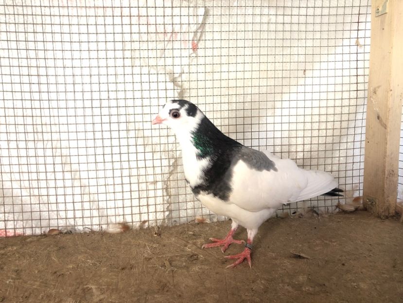 2039/20 - 3-lot zbor 2020