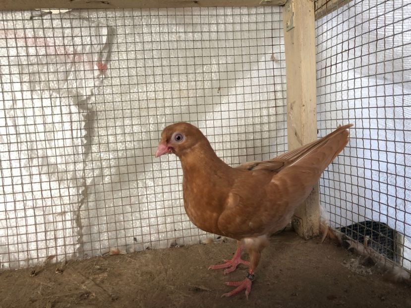 2046/20 - 3-lot zbor 2020