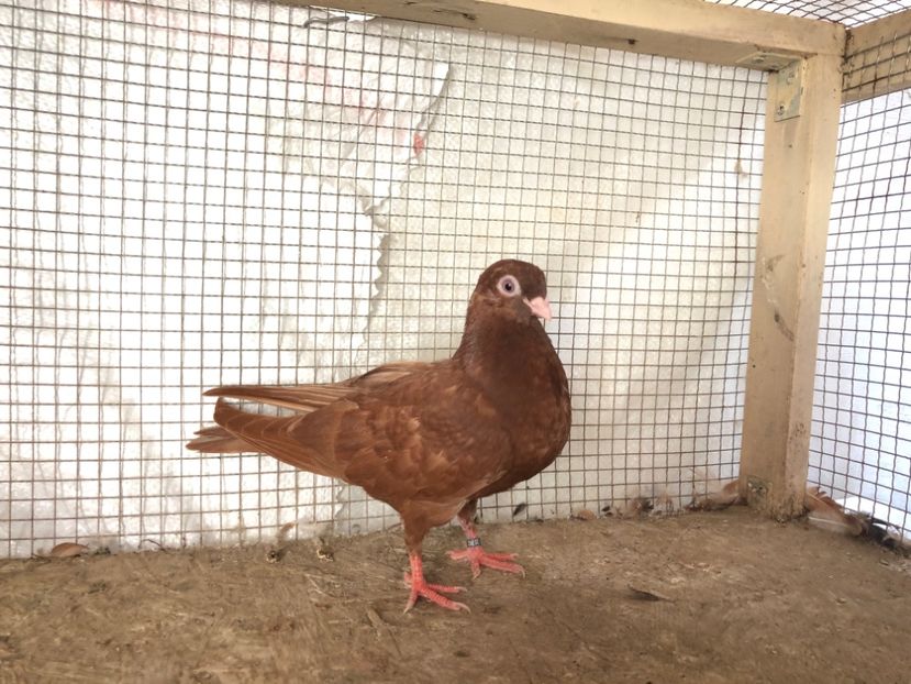 2047/20 - 3-lot zbor 2020