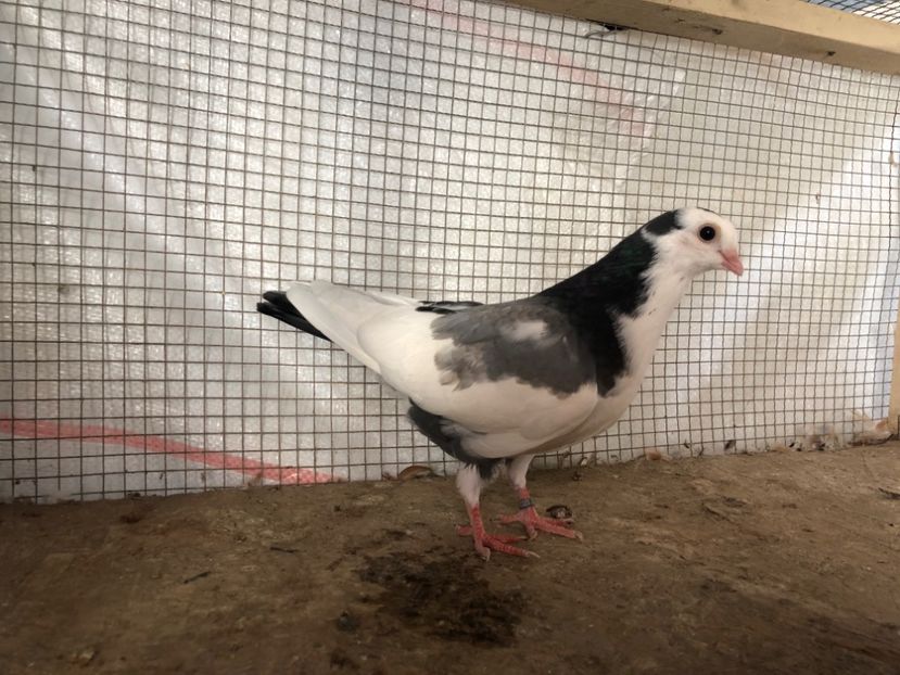 2038/20 - 3-lot zbor 2020