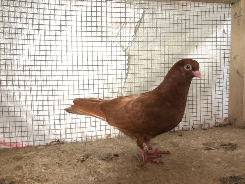 2045/20 - 3-lot zbor 2020