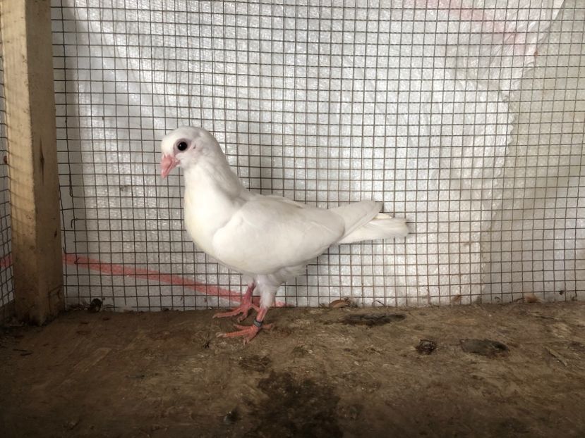 2049/20 - 3-lot zbor 2020