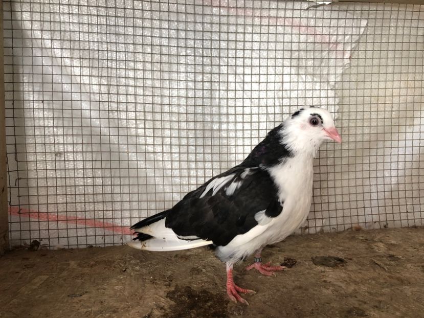 2026/20 - 3-lot zbor 2020