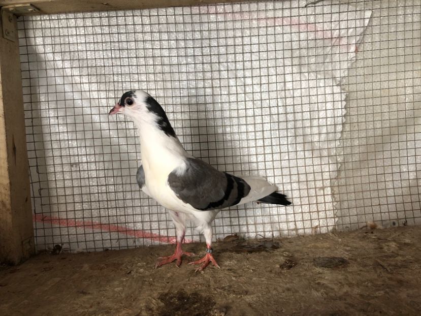 2048/20 - 3-lot zbor 2020