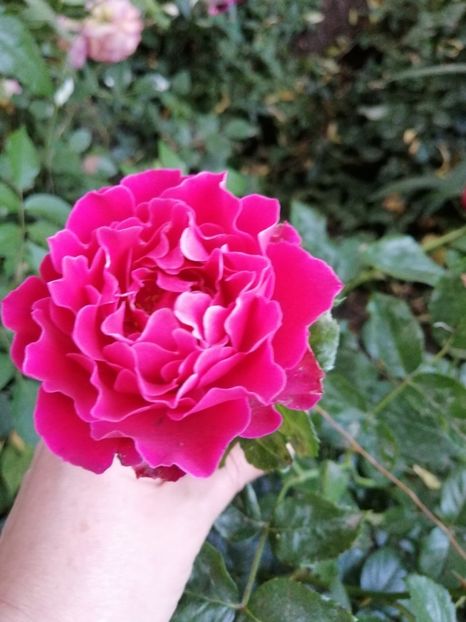  - Trandafir Pink Lady Ruffles