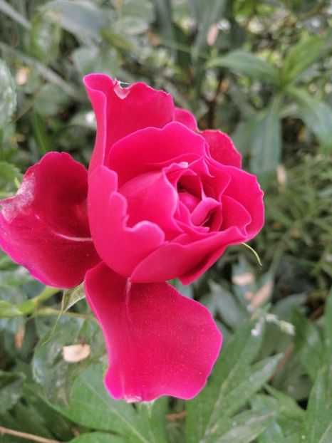  - Trandafir Pink Lady Ruffles