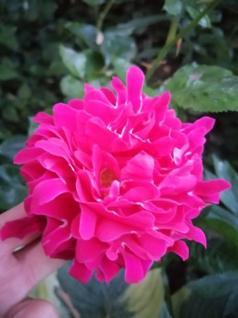  - Trandafir Pink Lady Ruffles