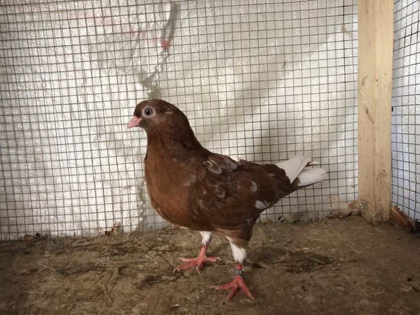 2042/20 - 3-lot zbor 2020