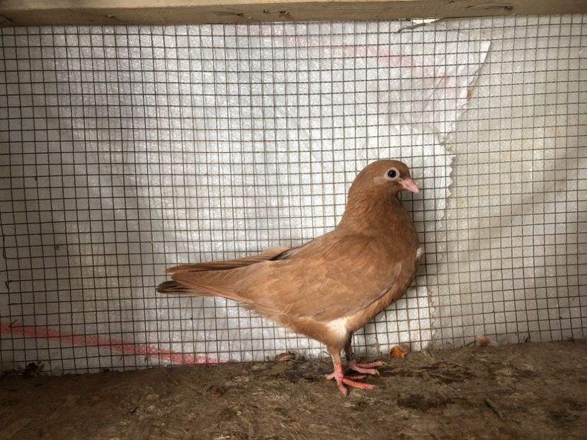 2052/20 - 3-lot zbor 2020