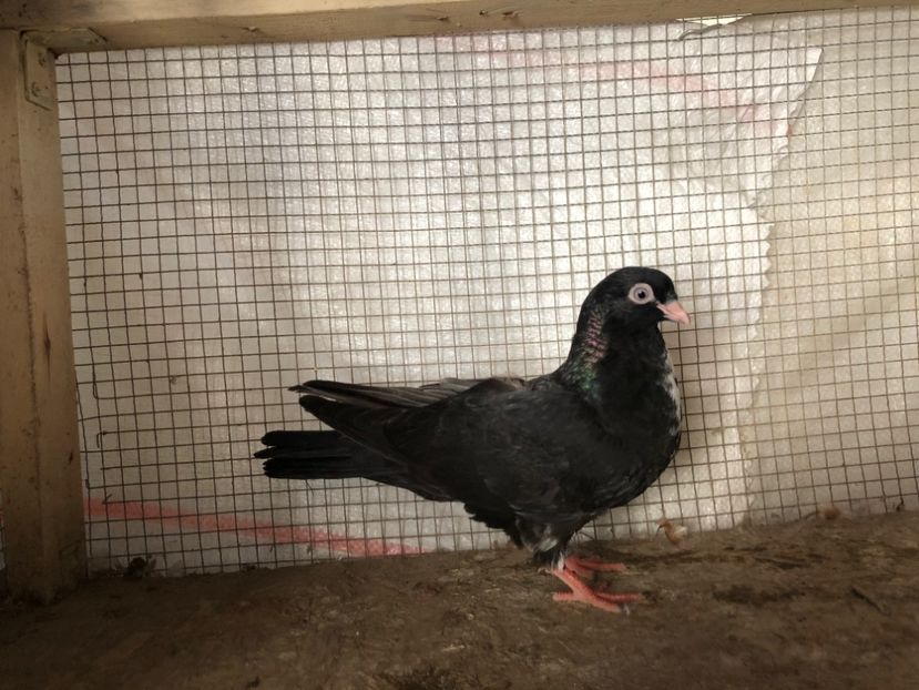 2041/20 - 3-lot zbor 2020