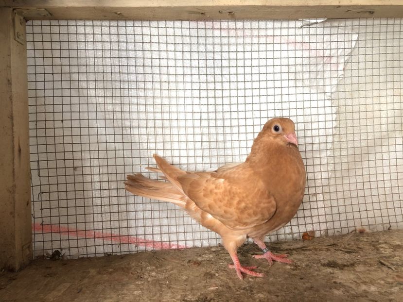 2025/20 - 3-lot zbor 2020