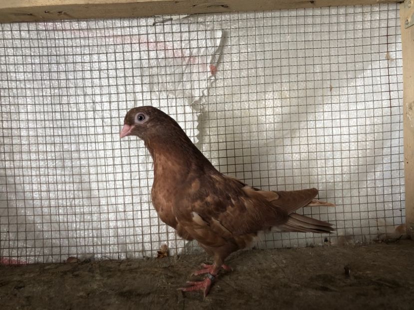 2044/20 - 3-lot zbor 2020