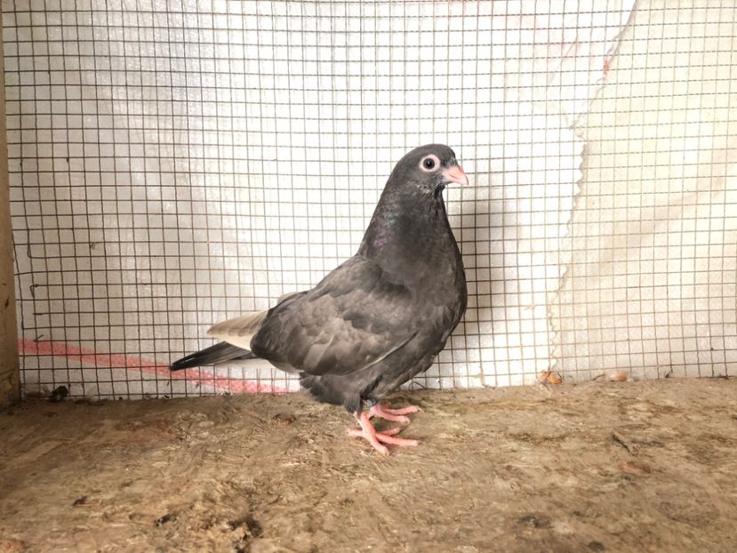 2061/20 - 3-lot zbor 2020