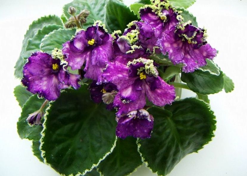 Poza net - LE Tumannost Andromedy