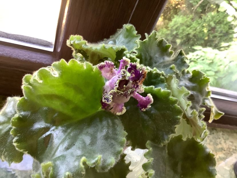  - LE Tumannost Andromedy