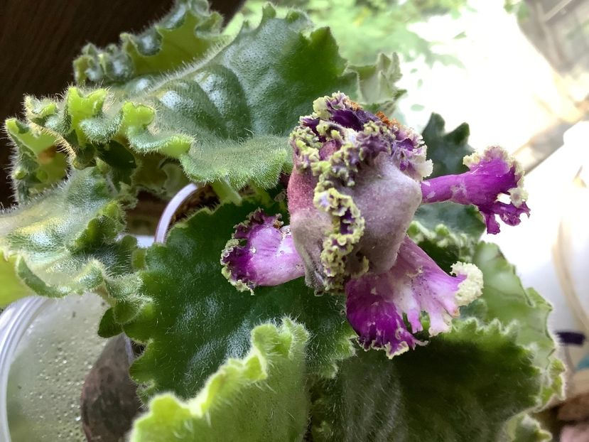  - LE Tumannost Andromedy