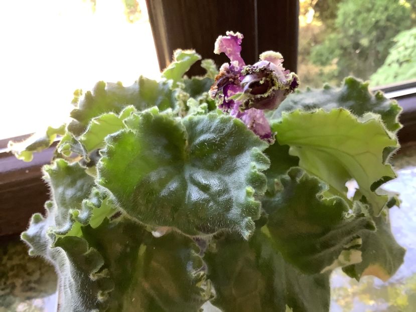  - LE Tumannost Andromedy