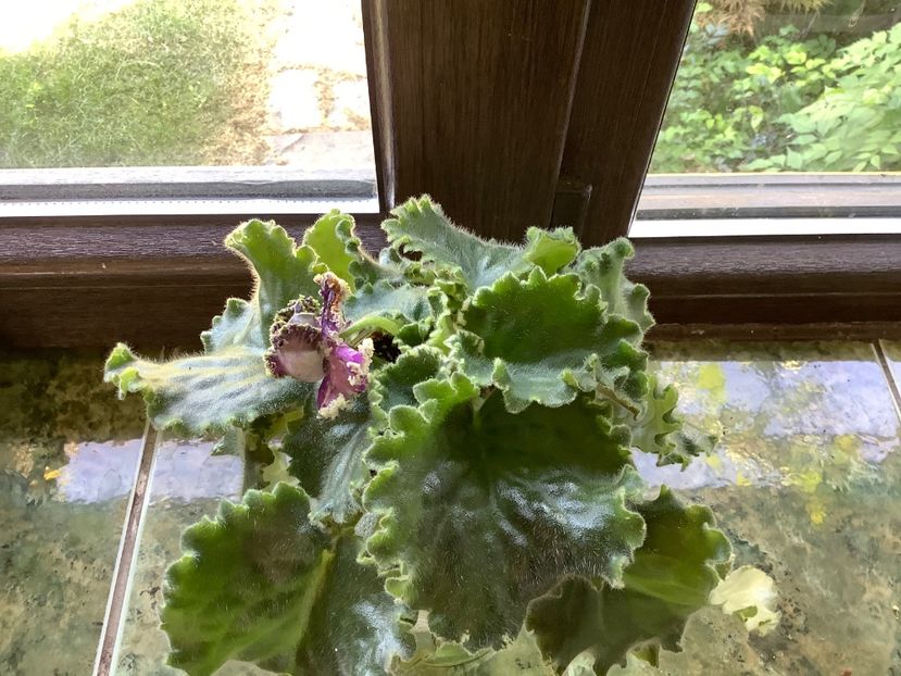  - LE Tumannost Andromedy